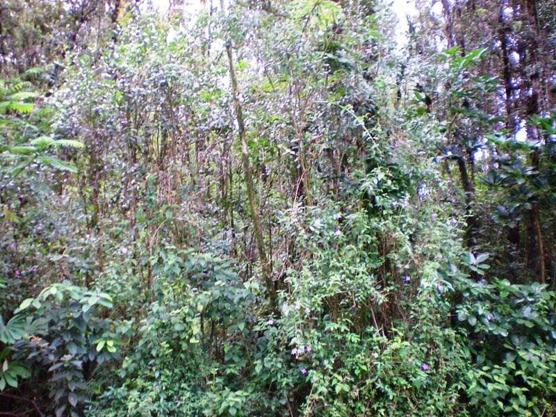 Palainui Ave - Photo 1