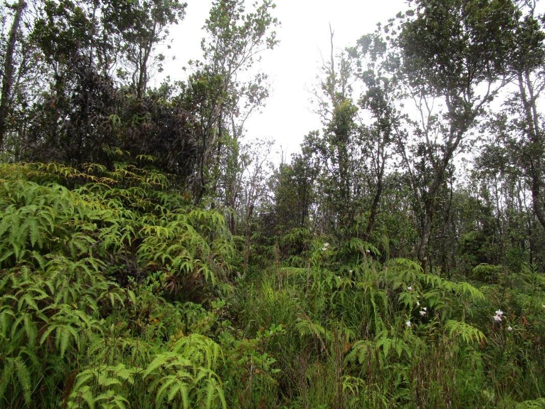 Noe Kuahiwi Rd - Photo 1