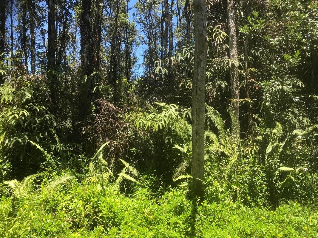 Pahoa Rd - Photo 1