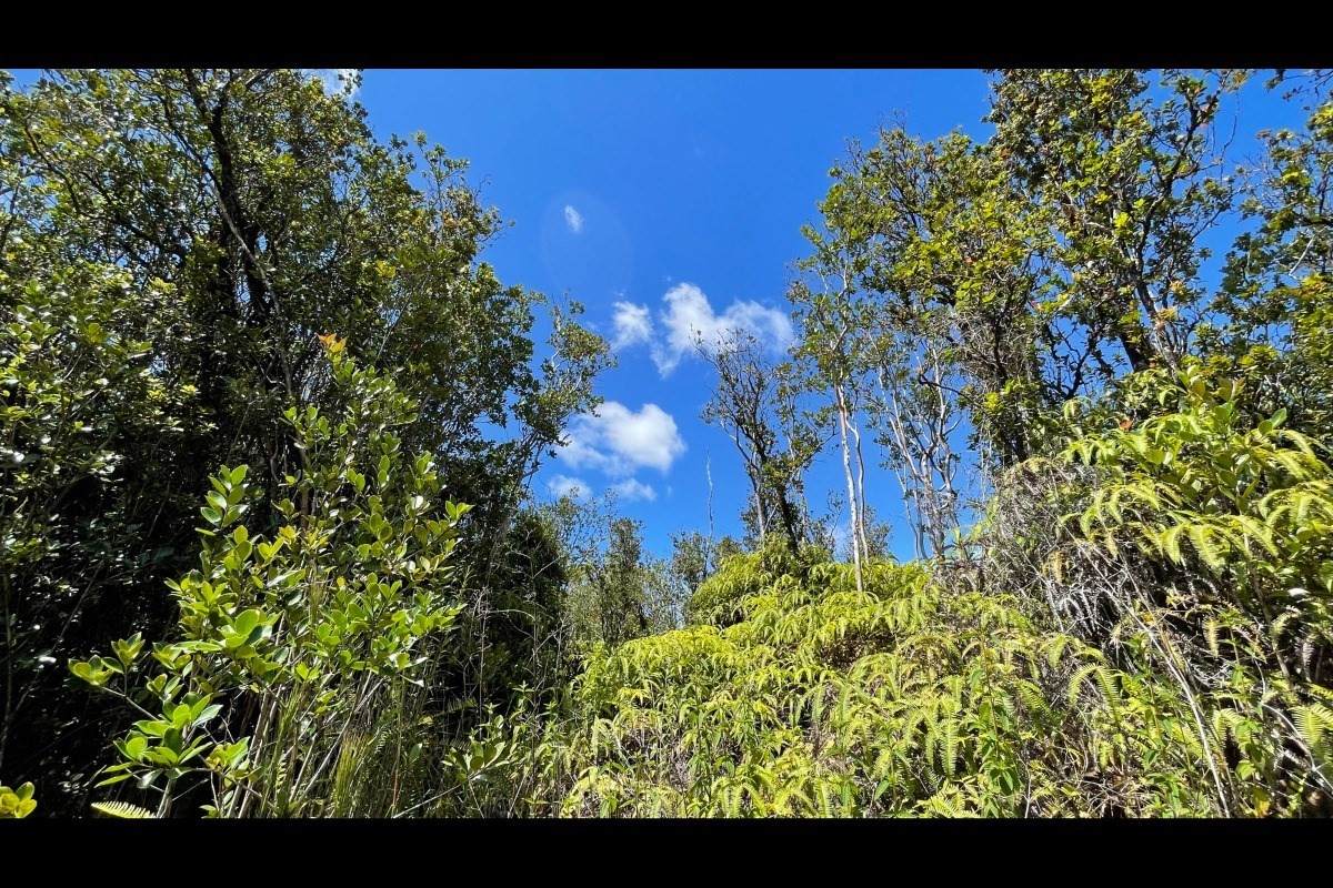 Malia Aina Rd - Photo 1