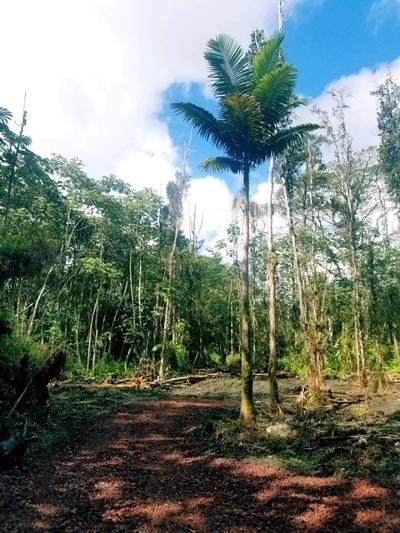Lehua Rd - Photo 1
