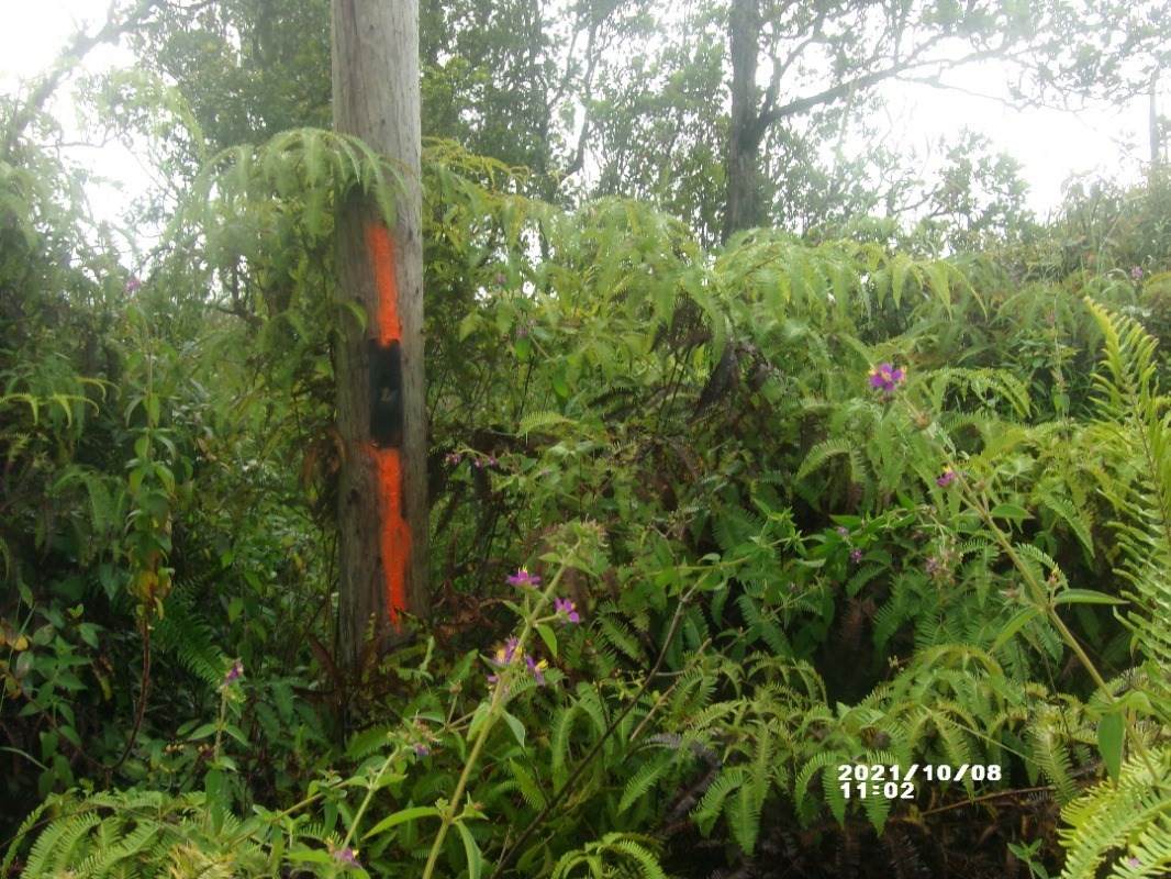 Mikana St - Photo 1