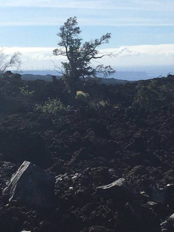 Hibiscus Dr - Photo 1