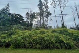 Ainaloa Dr - Photo 1