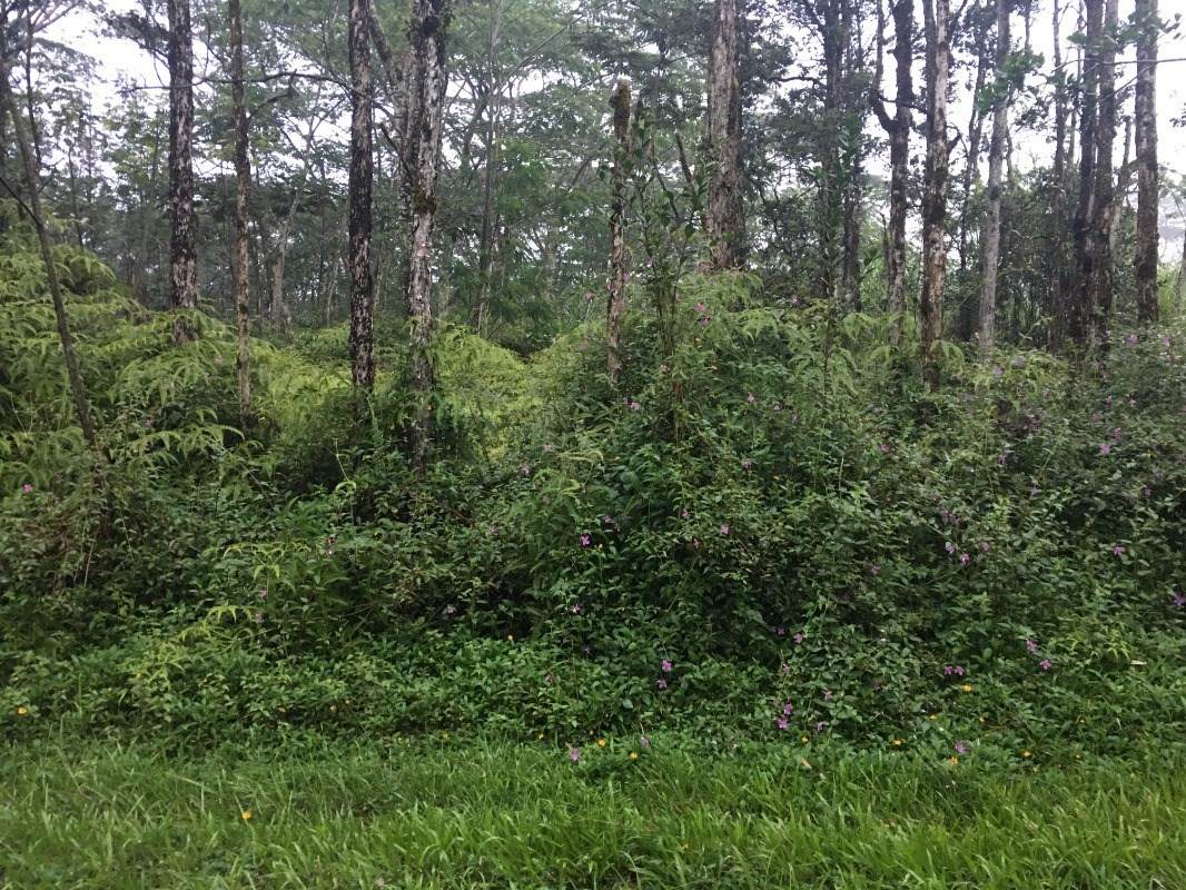 Lehua Rd - Photo 1