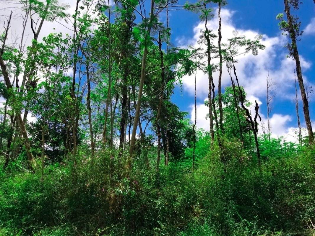 Pakalana Rd - Photo 1