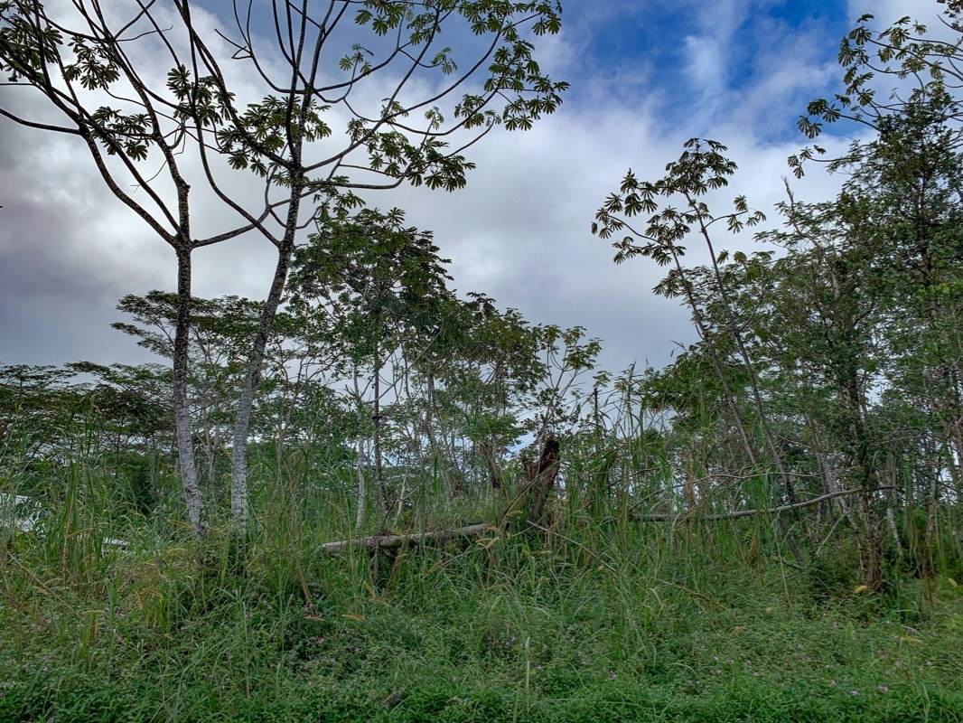 Hapuu Rd - Photo 1