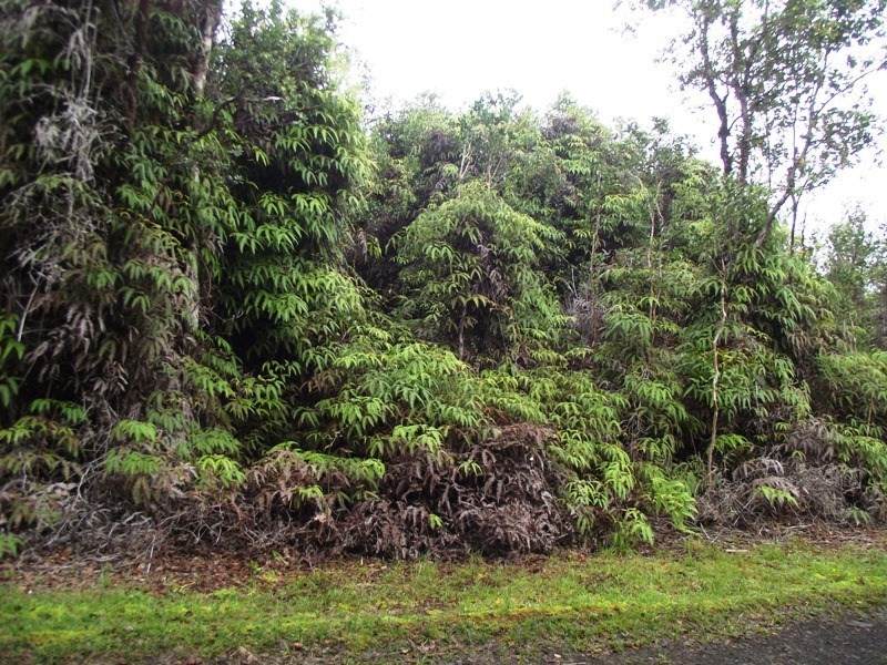 Kalakau St - Photo 1