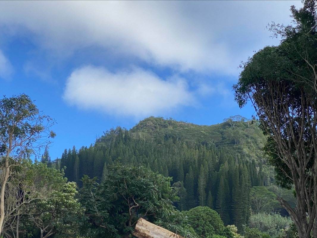 Kamalu Rd - Photo 1