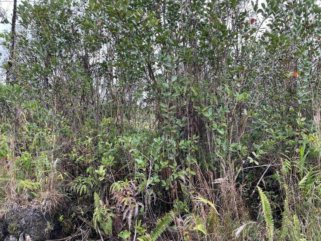 Niihau Rd - Photo 1