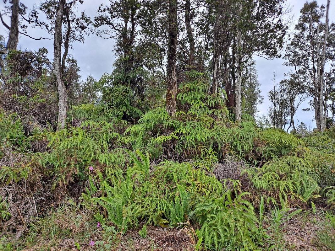 Leilani Blvd - Photo 1