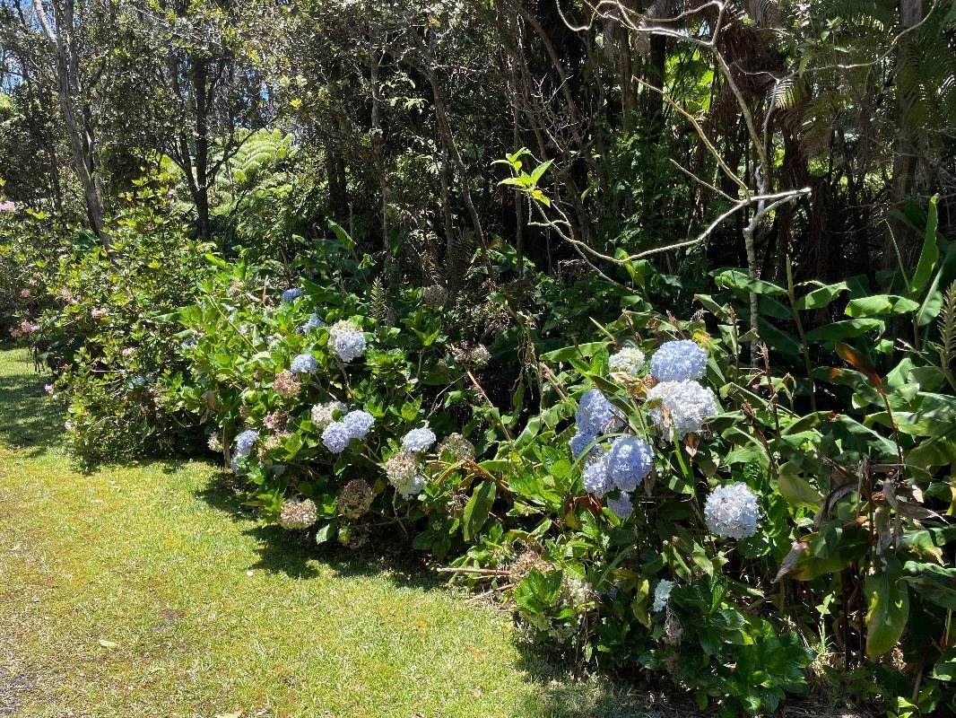 Liko Lehua Rd - Photo 1