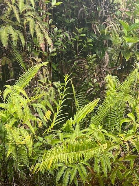 Poouli Rd (Road 10) - Photo 1