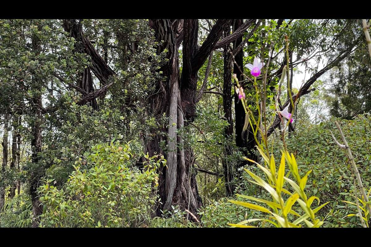 Hopue Rd (Road 3) - Photo 1