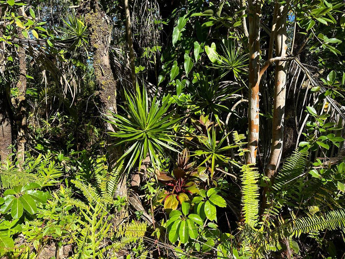 https://bt-photos.global.ssl.fastly.net/hawaii/orig_boomver_1_707912-2.jpg