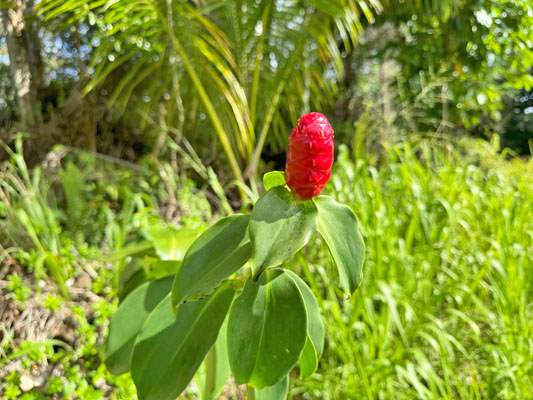 Anae St - Photo 1