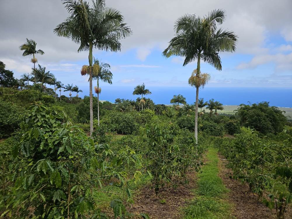 https://bt-photos.global.ssl.fastly.net/hawaii/orig_boomver_1_712353-2.jpg