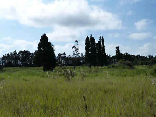  Volcano Hwy - Photo 1