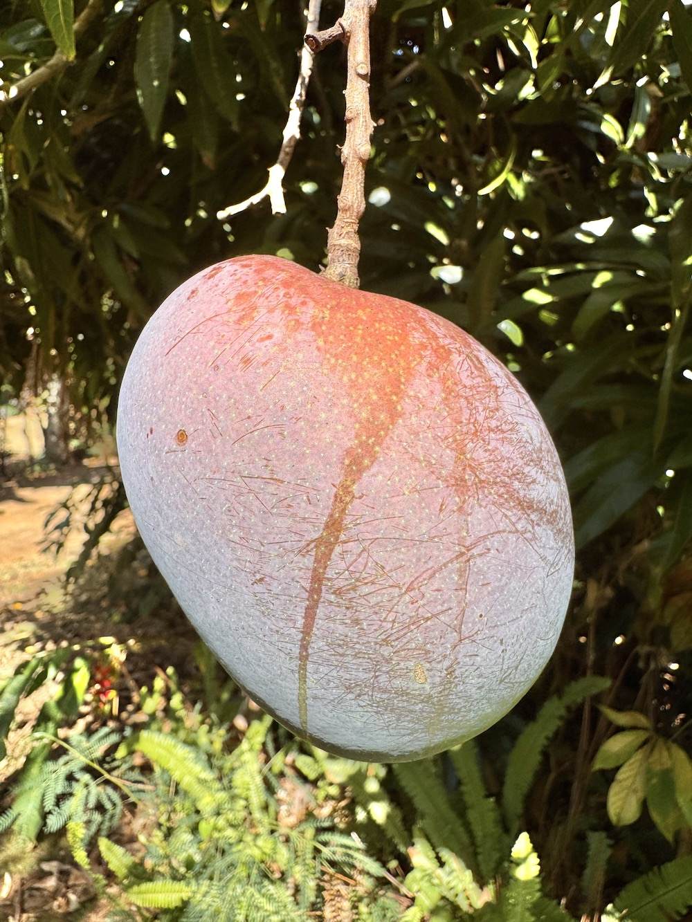 https://bt-photos.global.ssl.fastly.net/hawaii/orig_boomver_1_722608-18.jpg