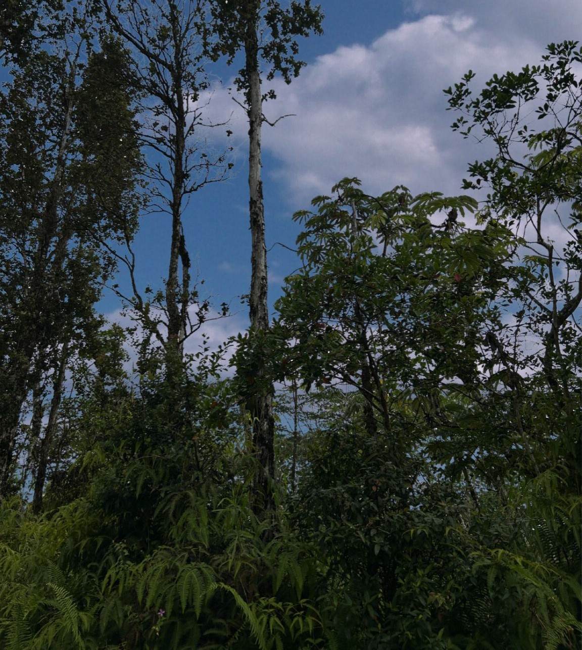 https://bt-photos.global.ssl.fastly.net/hawaii/orig_boomver_1_723126-1.jpg