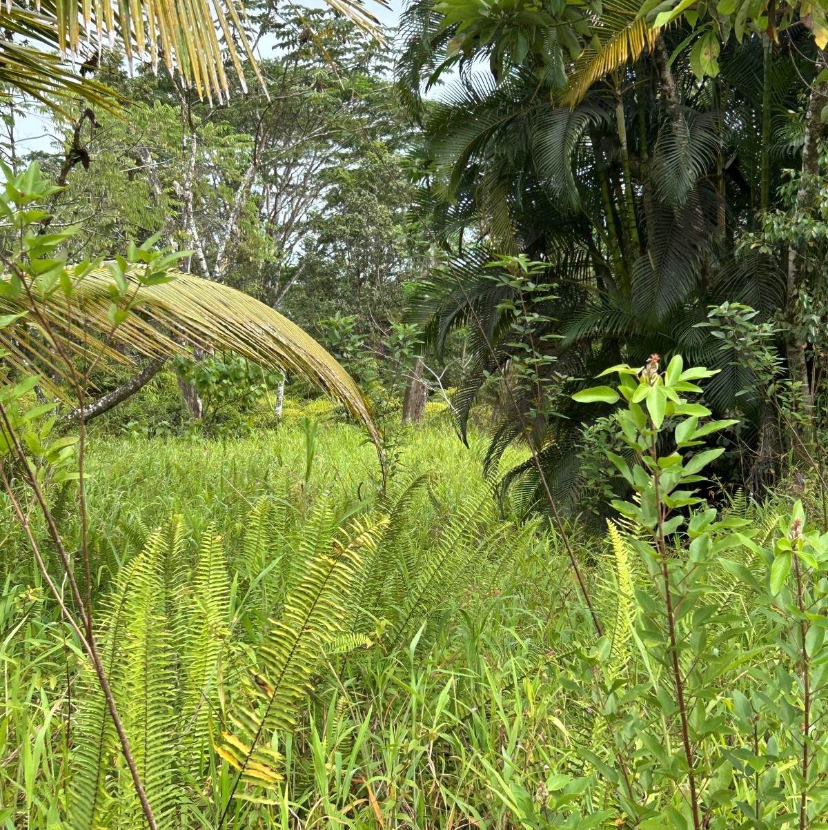 https://bt-photos.global.ssl.fastly.net/hawaii/orig_boomver_1_723126-1.jpg