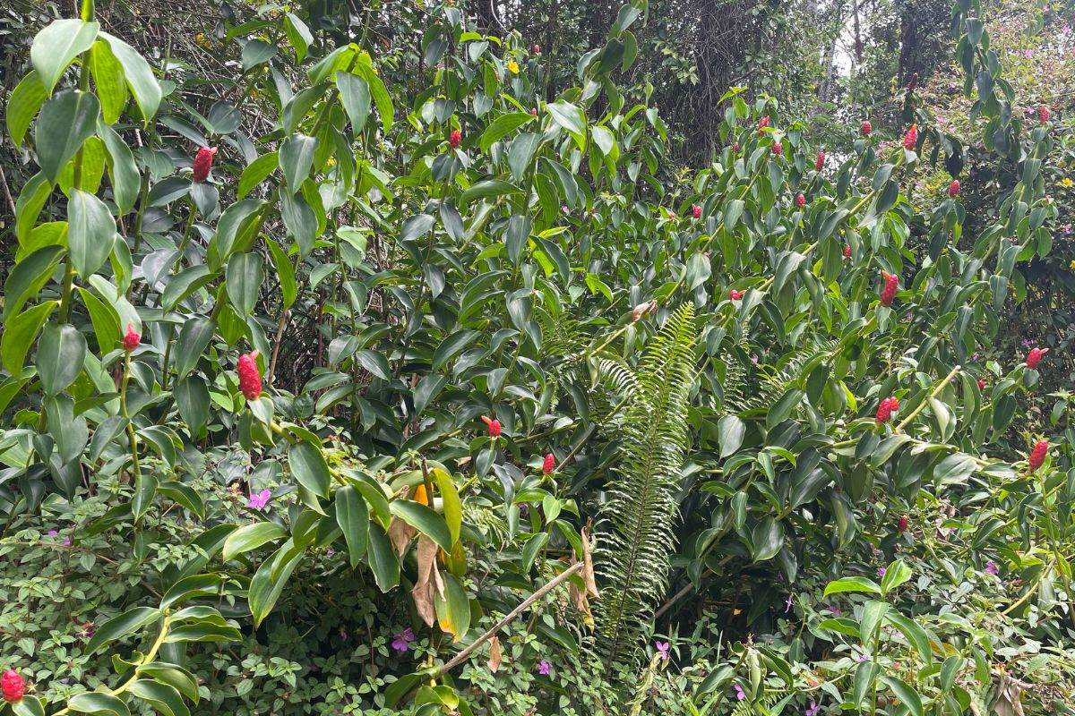 https://bt-photos.global.ssl.fastly.net/hawaii/orig_boomver_1_723375-1.jpg