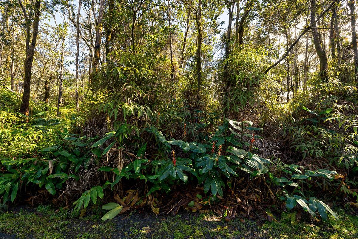 https://bt-photos.global.ssl.fastly.net/hawaii/orig_boomver_1_726880-1.jpg