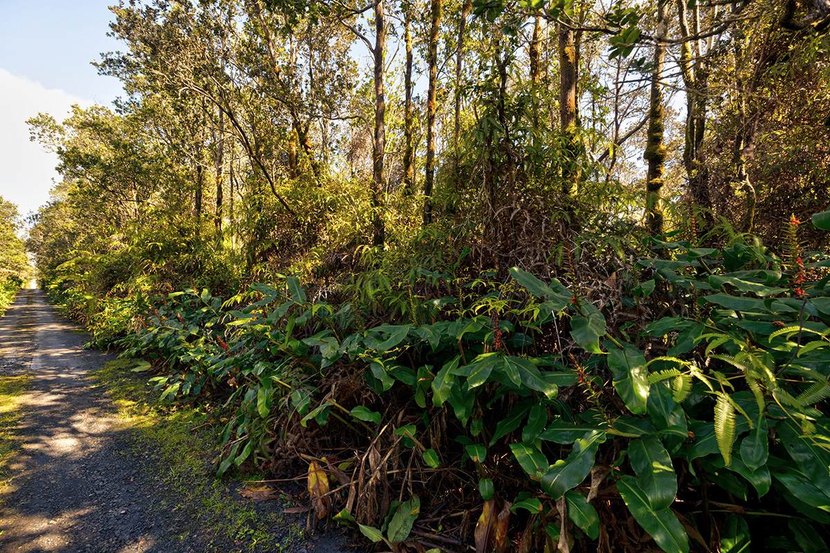 https://bt-photos.global.ssl.fastly.net/hawaii/orig_boomver_1_726880-1.jpg