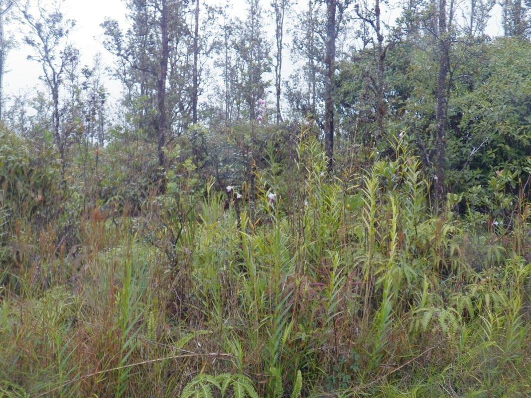  Road 4 (Io Kea) - Photo 1