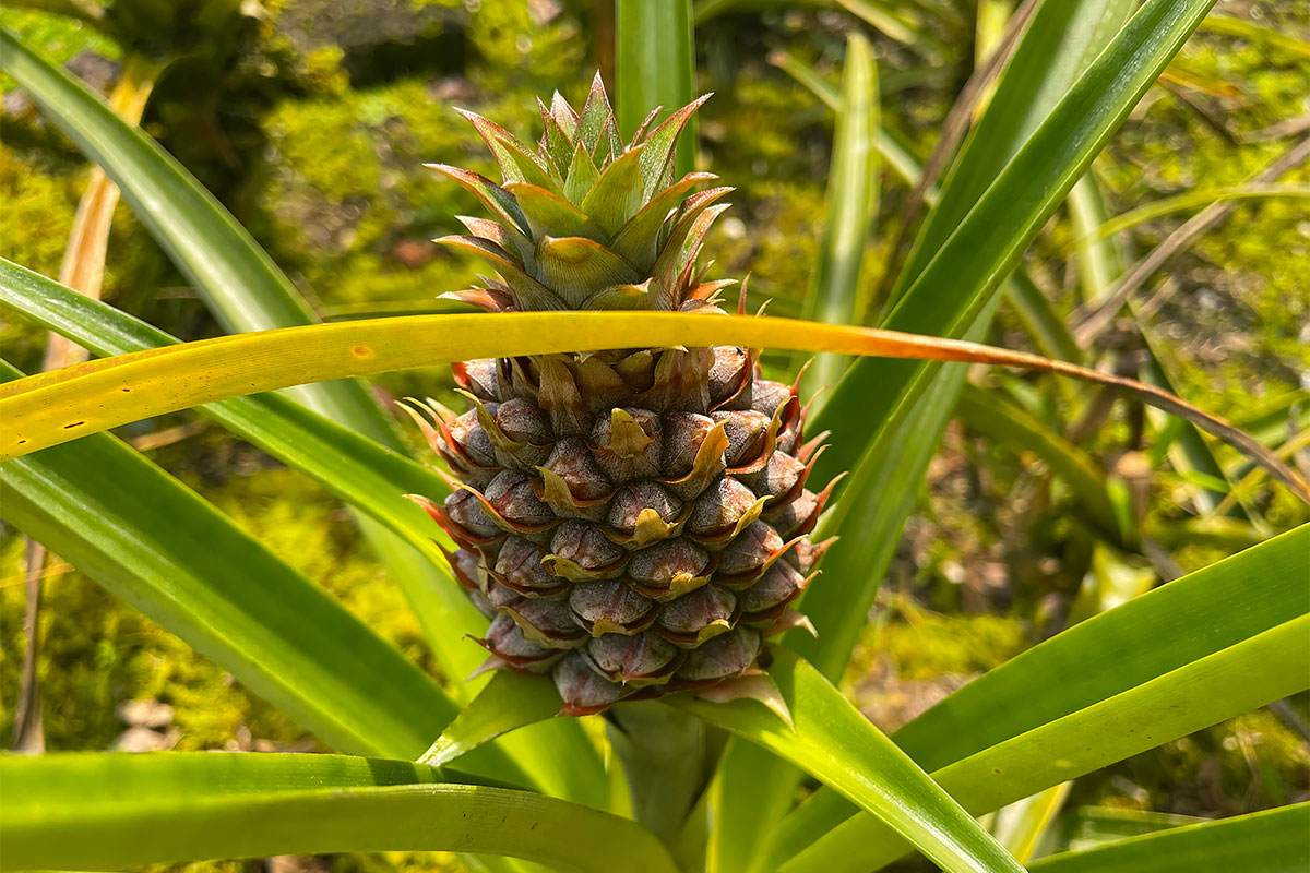 https://bt-photos.global.ssl.fastly.net/hawaii/orig_boomver_1_728687-5.jpg