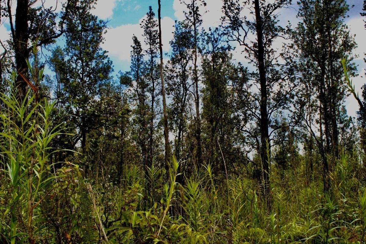  Road 6 (Ooaa) - Photo 1