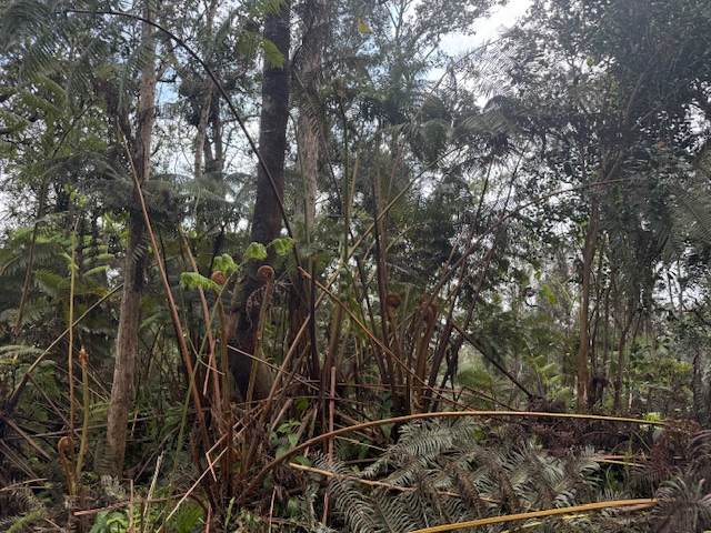 https://bt-photos.global.ssl.fastly.net/hawaii/orig_boomver_1_729632-1.jpg