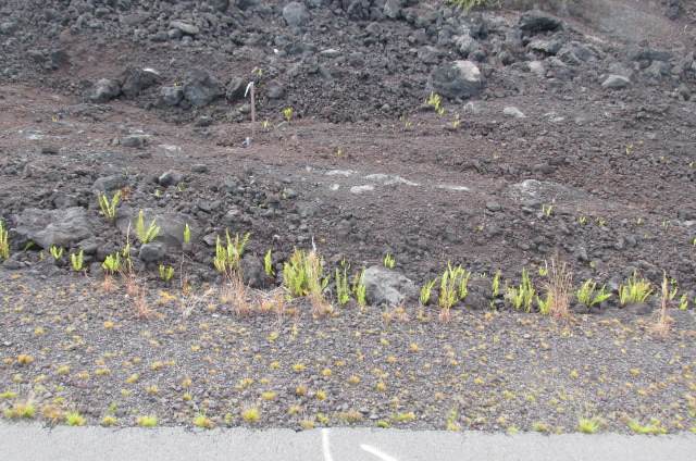 https://bt-photos.global.ssl.fastly.net/hawaii/orig_boomver_1_730122-1.jpg