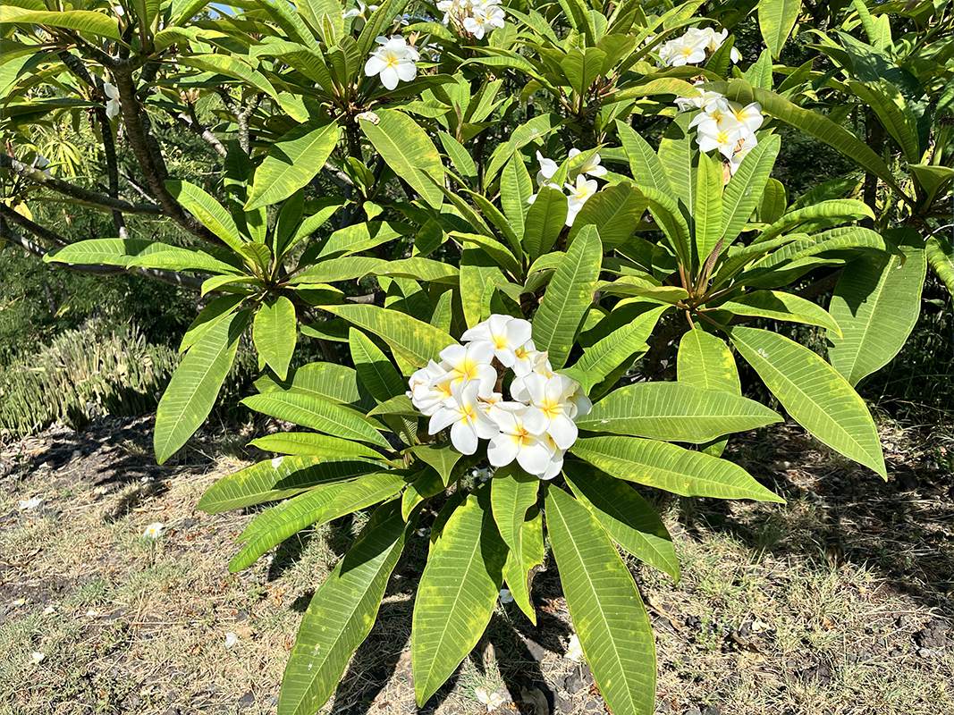 https://bt-photos.global.ssl.fastly.net/hawaii/orig_boomver_1_730442-1.jpg
