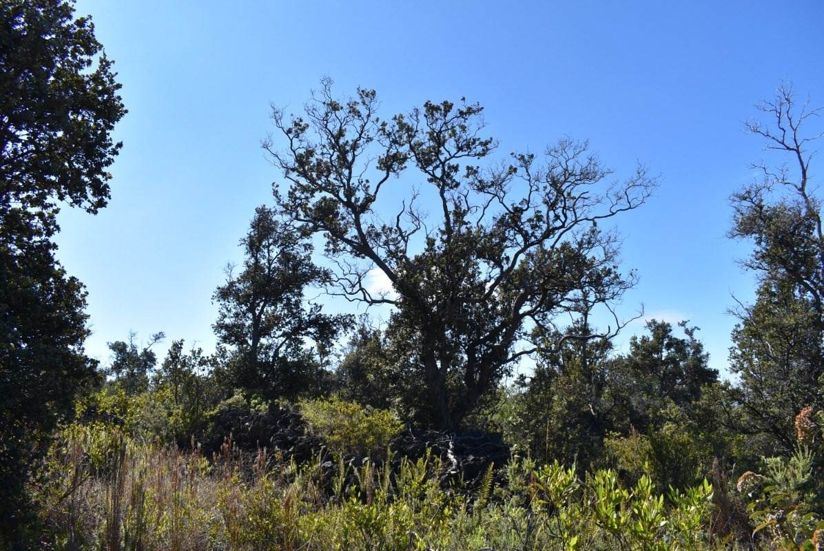 Kona Dr - Photo 1