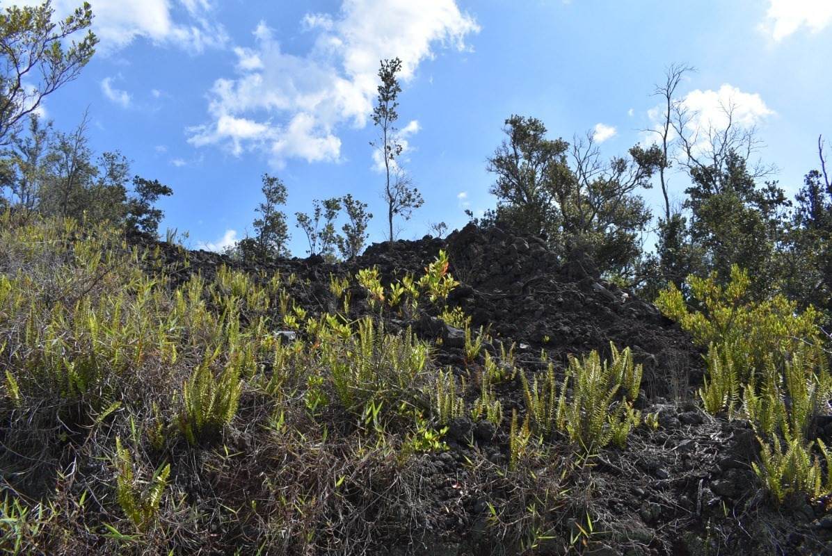 King Kamehameha Blvd - Photo 1