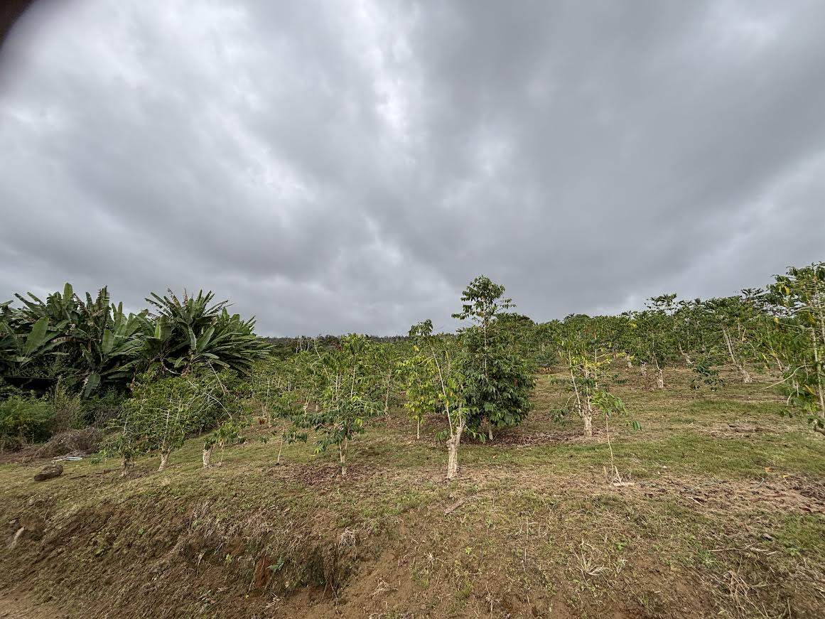 https://bt-photos.global.ssl.fastly.net/hawaii/orig_boomver_2_716124-1.jpg