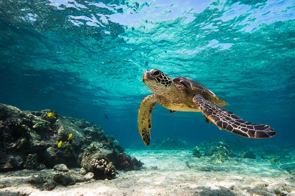 https://bt-photos.global.ssl.fastly.net/hawaii/1280_boomver_2_723755-1.jpg