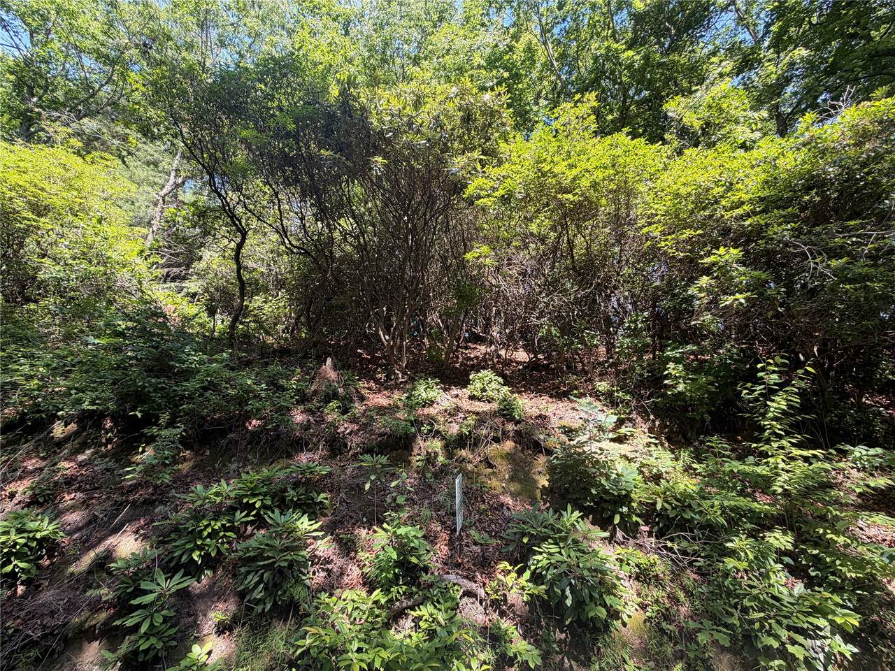 00 Old Bear Ridge Road - Photo 1