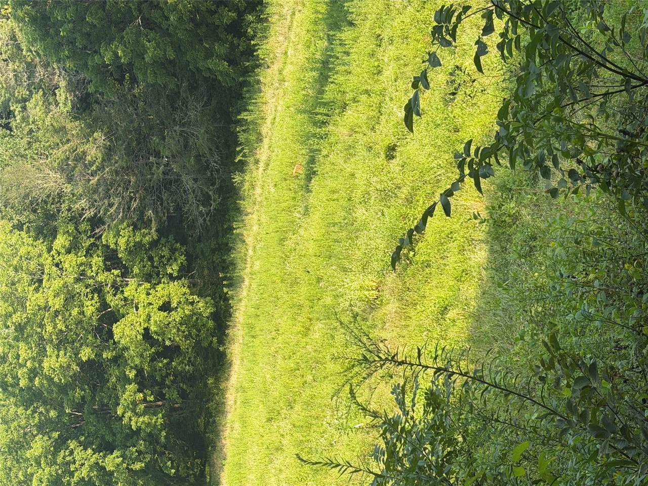 TBD Lt 39 Trout Creek Road - Photo 1