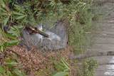 Off Neely Road And Usfs Road - Photo 14