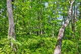 Lot 2 Hardscrabble Ridge Road - Photo 6