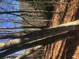 51 Cherokee Trace - Photo 9