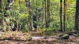 117 Speckled Feather Pass - Photo 12