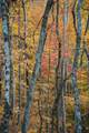 000 Cold Mountain Road - Photo 13