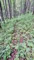 000 Cold Mountain Road - Photo 19