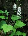 000 Cold Mountain Road - Photo 31