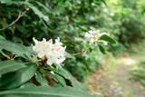 27 Cullowhee Forest Rd Road - Photo 11