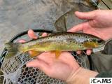 140 Twin Kettle Falls - Photo 8