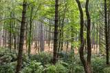 TBD Aimless Hill Road - Photo 9